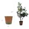 American Art Decor 5ft Artificial Pea Tree in Cement Pot Faux Plant